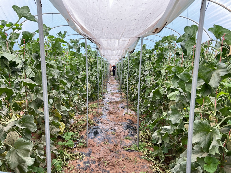 宁夏灵武蜜瓜开启“十省千店”甜蜜新篇章