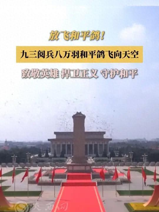 8万羽和平鸽都是“借来”的关在特殊笼子放飞有的已经到家了