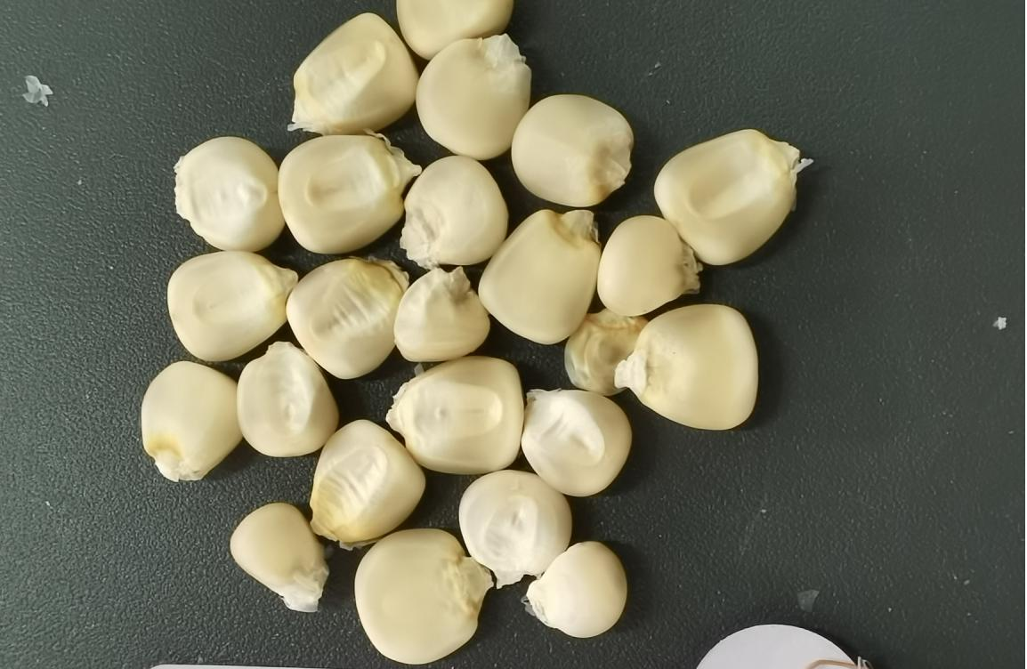 京郊田垄上的“老味道”——白马牙玉米的新故事