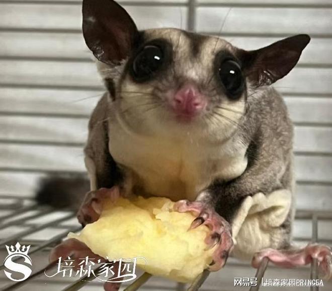 养一只“飞天小糖宝”是种怎样的体验？